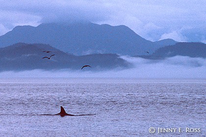 Raincoast Traveler