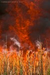 Controlled Burn at the Salton Sea National Wildlife Refuge