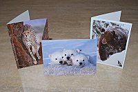 Greeting Cards